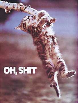 Oh, Shit Kitty