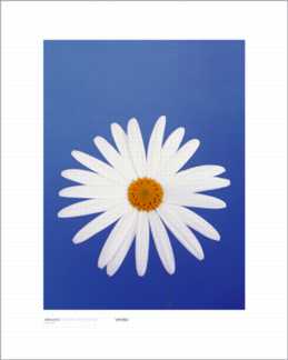 Marguerite White on Blue