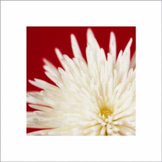 Chrysanthemum
