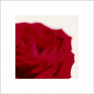 Red Rose