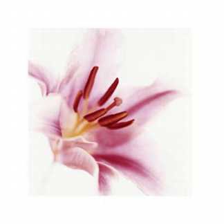 Pink Lily