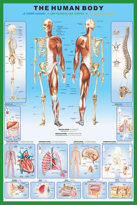 Human Body Chart