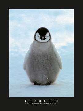 B-R-R-R-R-R Penguin