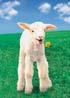Lamb